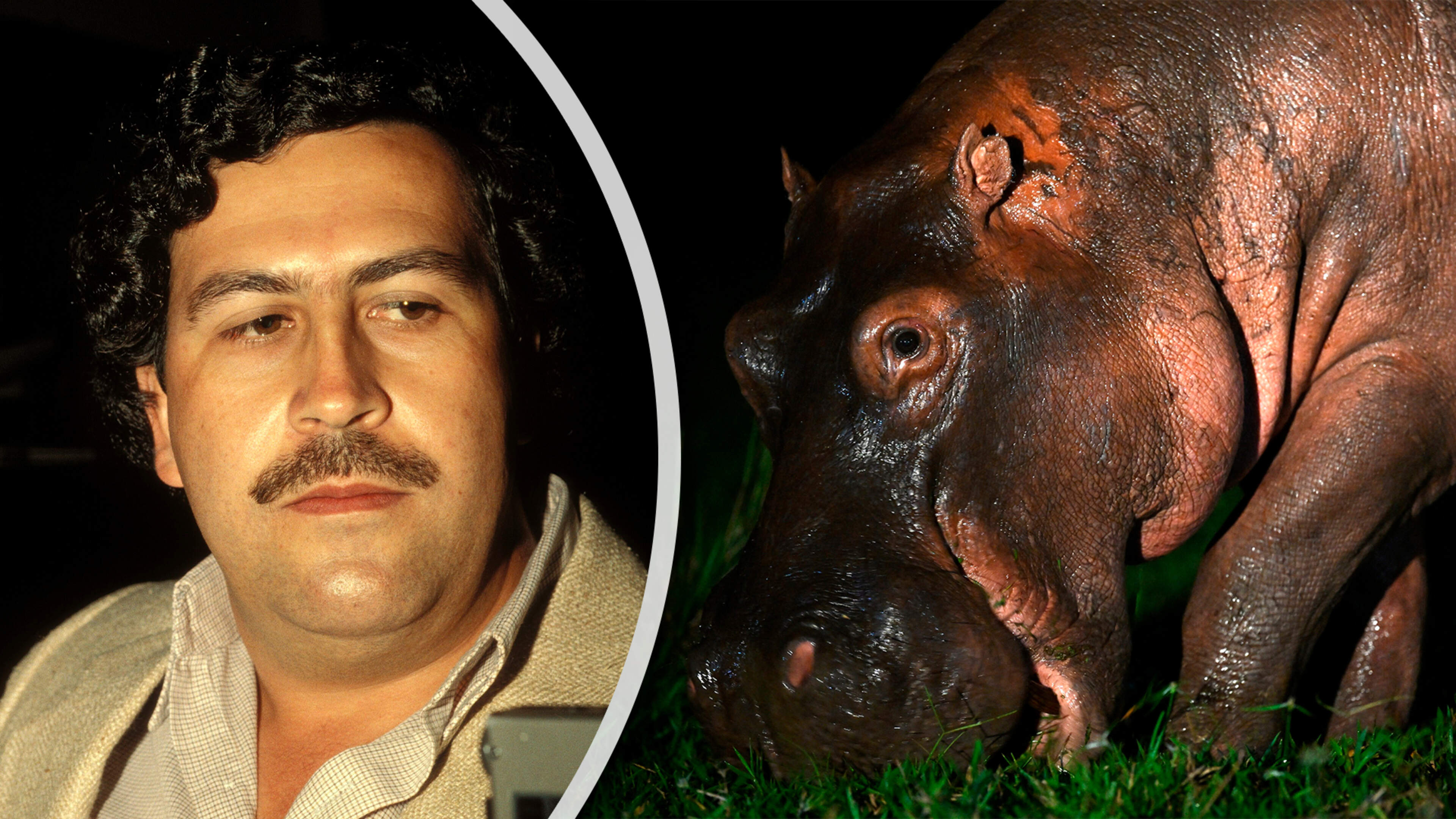Eindelijk worden de nijlpaarden van Pablo Escobar aangepakt, al is dat makkelijker gezegd dan gedaan: ’Probleem wordt alleen maar groter’